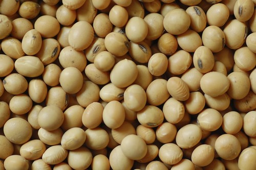 Soybean - Purity 99% Min, Protein 37-42%, Oil Content 18-19%, Moisture 10% | High Yield, Disease Resistant, Reliable Source, Consistent Growth