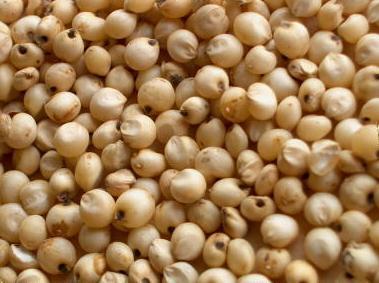 Sorghum