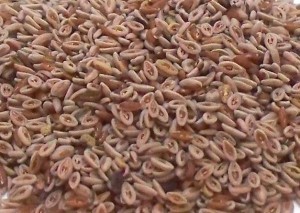 Psyllium
