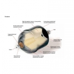 Liquid Line Filter Drier
