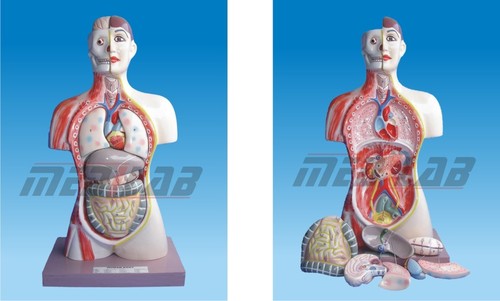 HUMAN TORSO, 9 parts