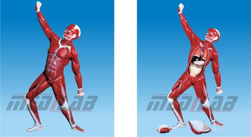 Human Muscular System - Life-Size PVC Plastic, Hand Painted | Detailed Anatomy, Educational Tool, Mounted Base