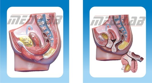 HUMAN FEMALE PELVIS