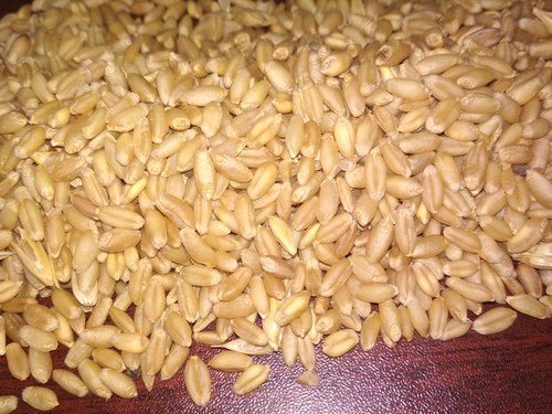 Brown Milling Wheat