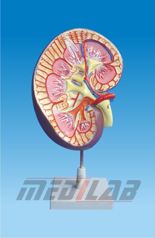 Kidney Anatomical Models