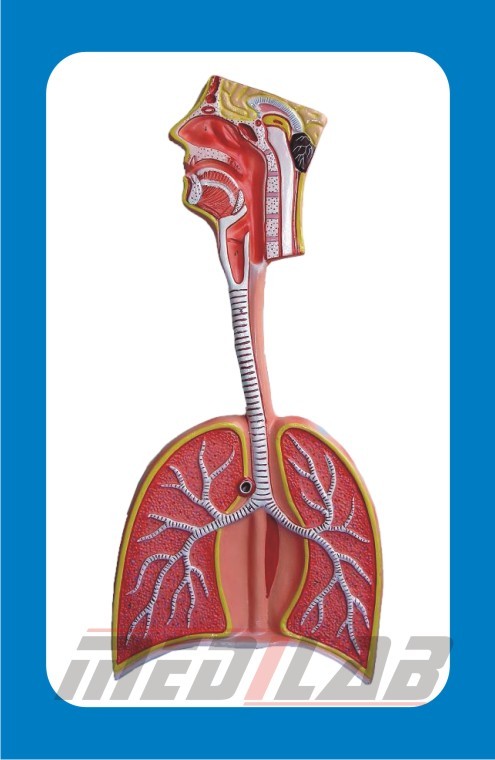HUMAN RESPIRATORY SYSTEM