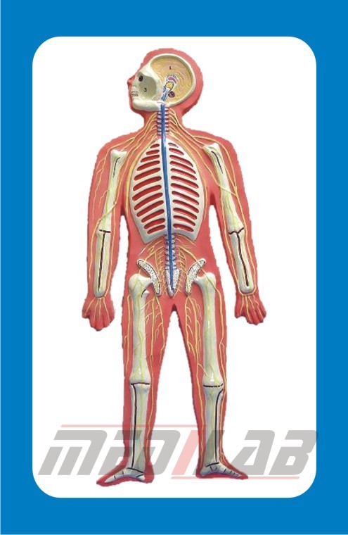 Anatomic Model
