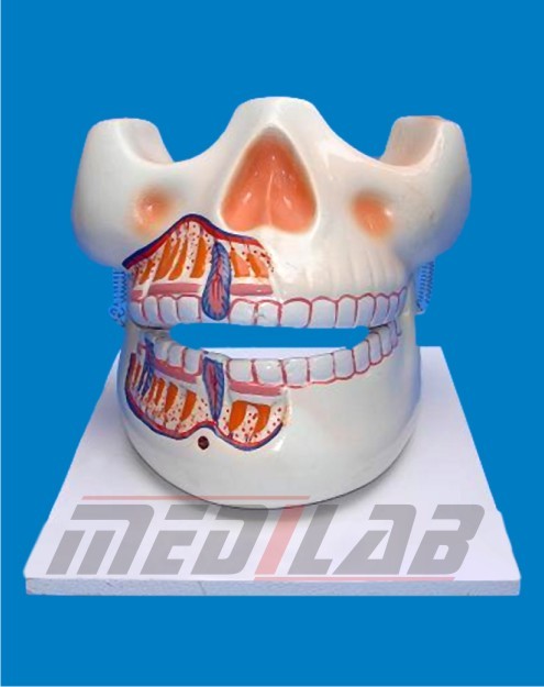 Anatomic Model
