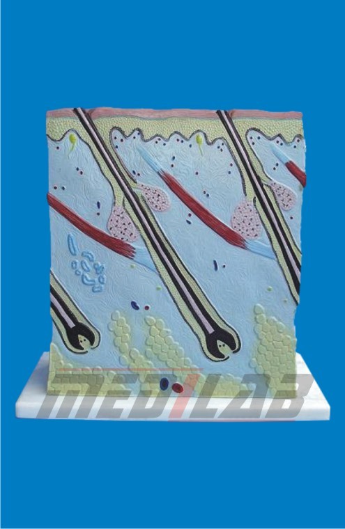 Anatomic Model