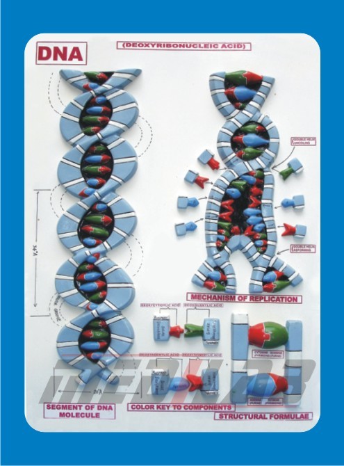 DNA MODEL, on Board