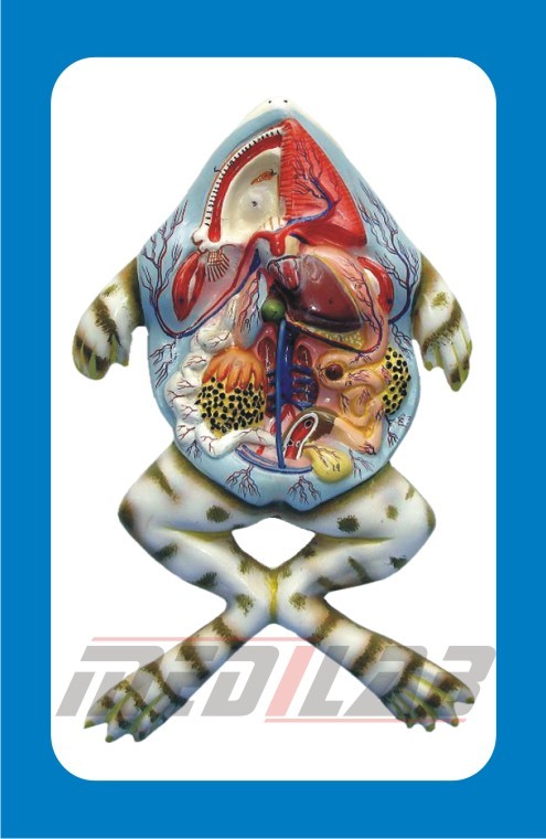 FROG DISSECTION - Durable Plastic, Life-Size | Detailed Anatomy, Interactive Study, Display Stand