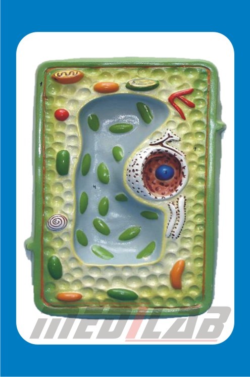 Anatomic Model