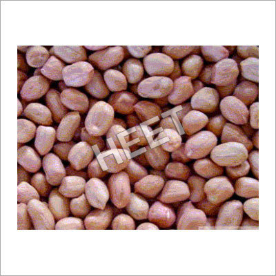 Groundnut Seeds