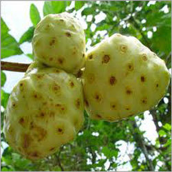 Fresh Noni Fruit