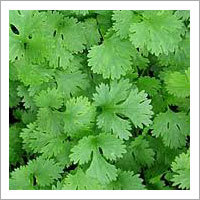 Green Coriander Leaves