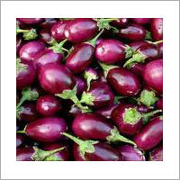 Fresh Brinjal