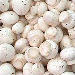Fresh White Mushroom