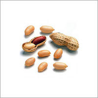 Groundnut