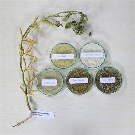 Organic Guar Gum Seeds