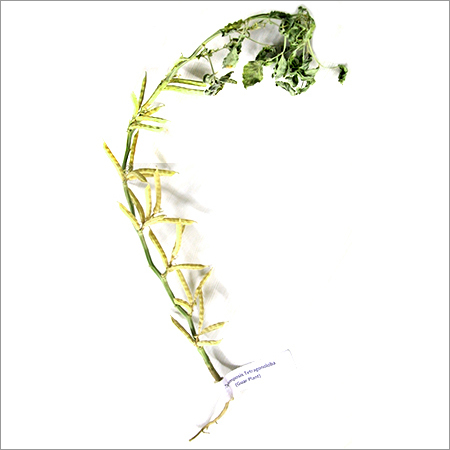 Whole Guar Gum Seeds