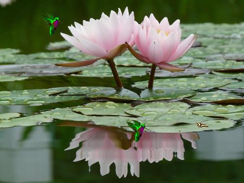 Lotus Flower