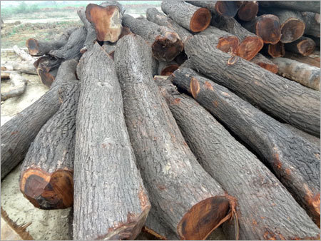 Safeda Babool Wood Logs