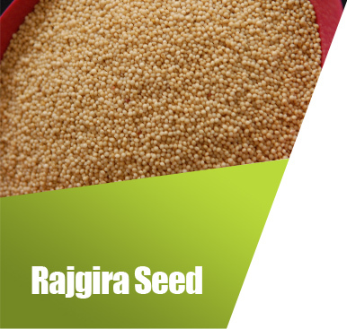 Rajgira