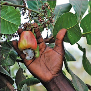 Farm Cashew Nuts