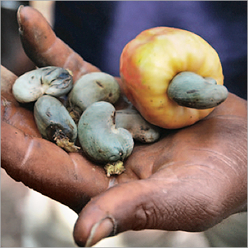 Raw Whole Cashew