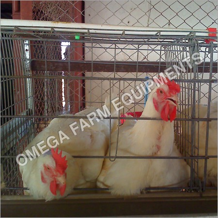 2 Tier Broiler Breeder Parent Cages By OMEGA FARM EQUIPMENTS