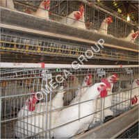 Broiler Breeder Layer Cage