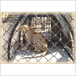 Forest Animal Trap
