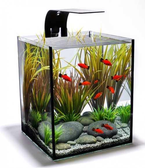 fish aquarium