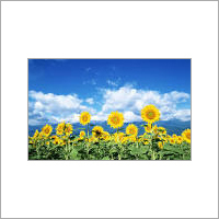Sunflower Oil
