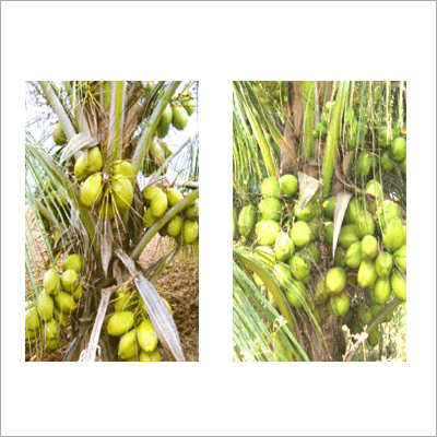 Hybrid Coconut Seedling