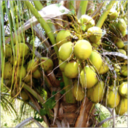 Commercial Coconut Seedlings