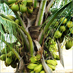 Coconut Hybrid Seedlings