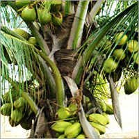 Coconut Hybrid Seedlings