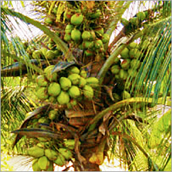 Deejay Hybrid Coconut Seedling