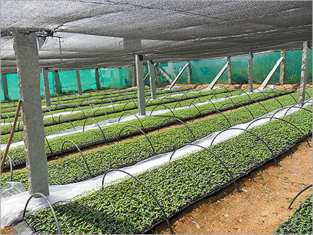 Nursery Shade Net