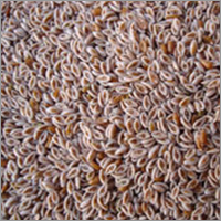 Psyllium Seed