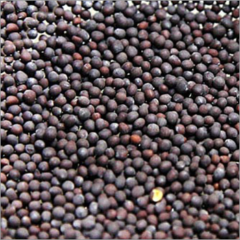 Mustard Seeds