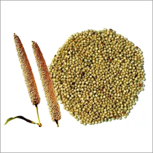 Bajra Seeds