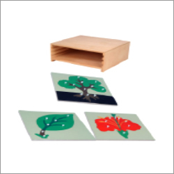 Botany Puzzle With Cabinet
