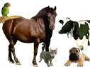 Veterinary Drugs