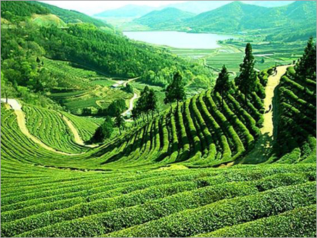 Assam Tour Packages