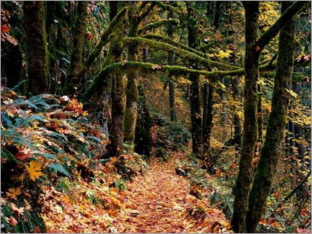 Himachal Holiday Packages