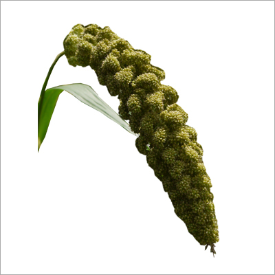 Foxtail Millet