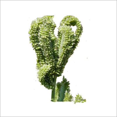 Finger Millet