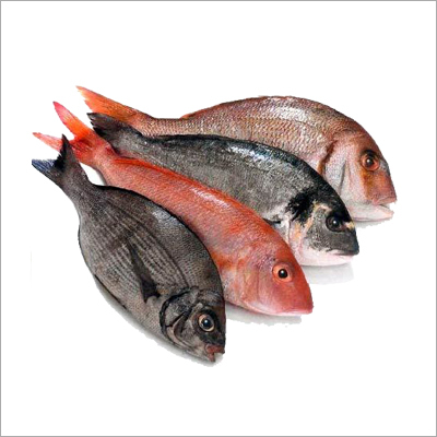 Fresh Fish